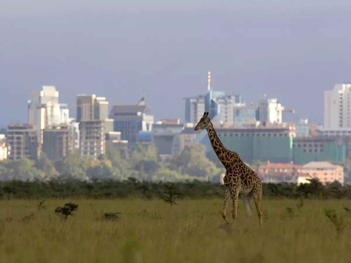 <p>Nairobi National Park, Kenya.</p>