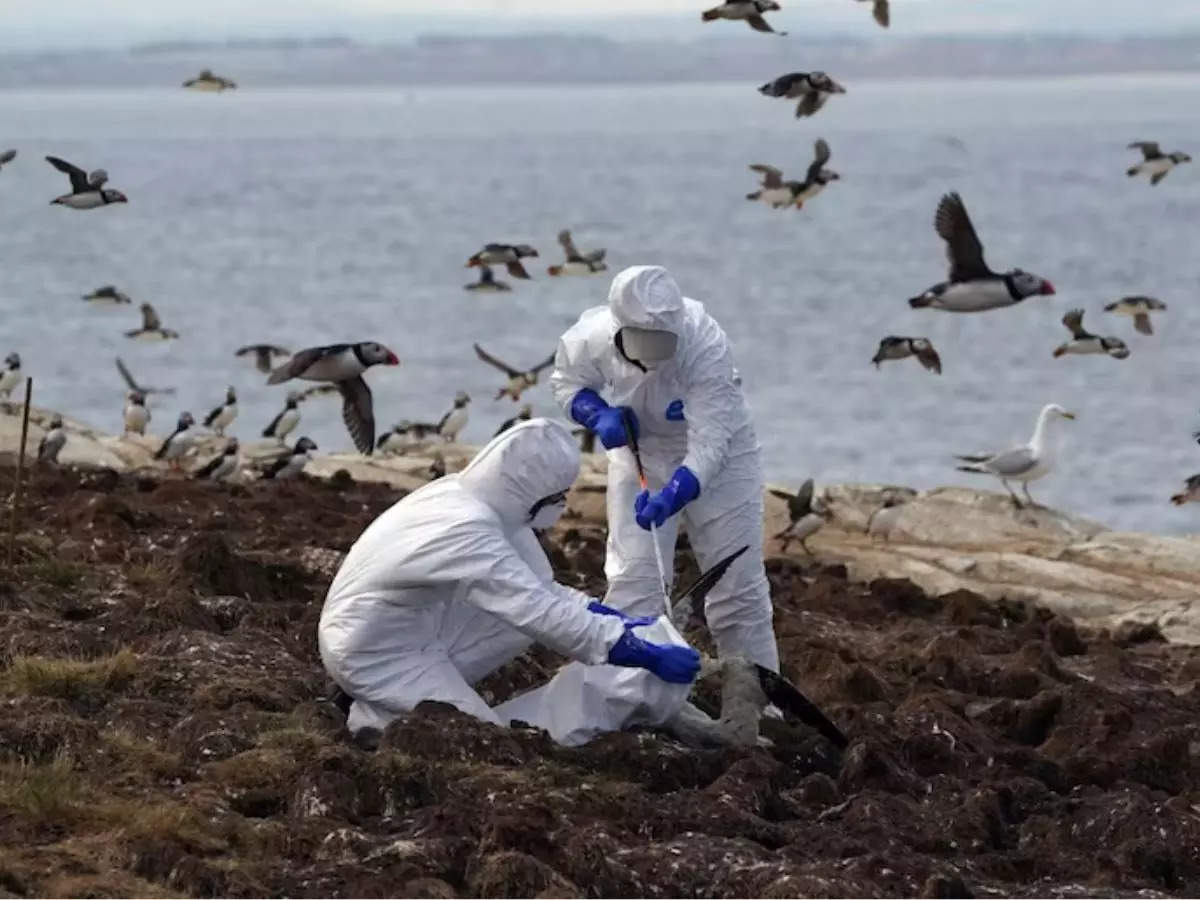 Scientists Warn Of Deadly Bird Flu Pandemic, Say It Could Be '100 Times ...