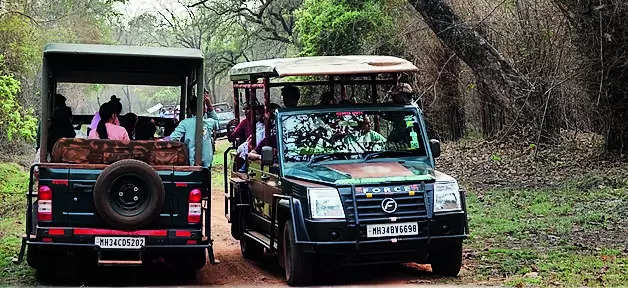 Cruiser safaris for owners of resorts & tour agents banned in Tadoba