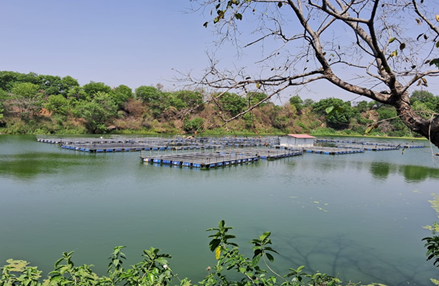 <p>CCL’s pisciculture projects have been a game-changer in revitalizing water filled mine pits, transforming them into sources of livelihood for local communities.</p>