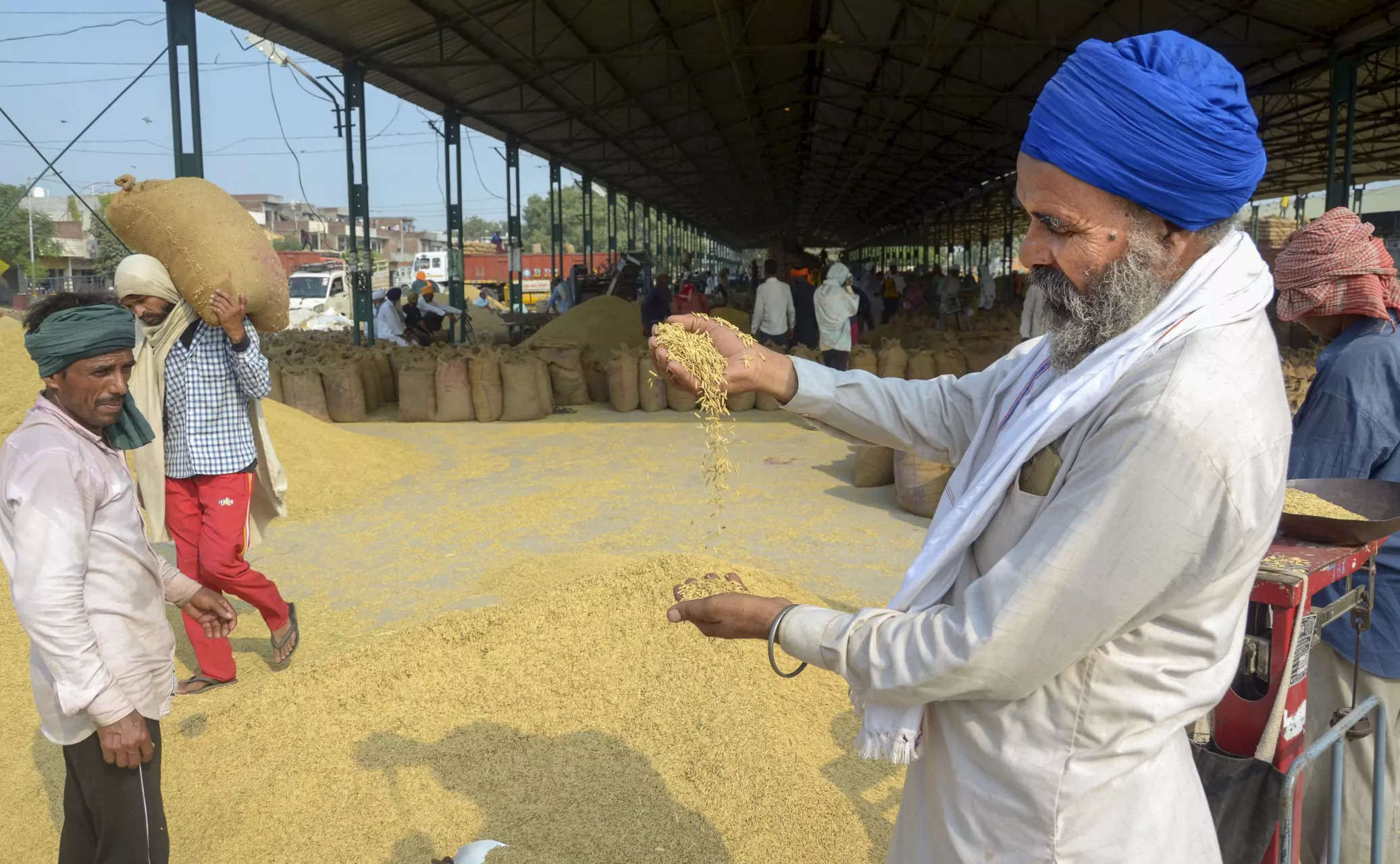 <p>Amritsar: A farmer inspects paddy grains during procurement season, at a grain market in Amritsar. (PTI Photo)</p>