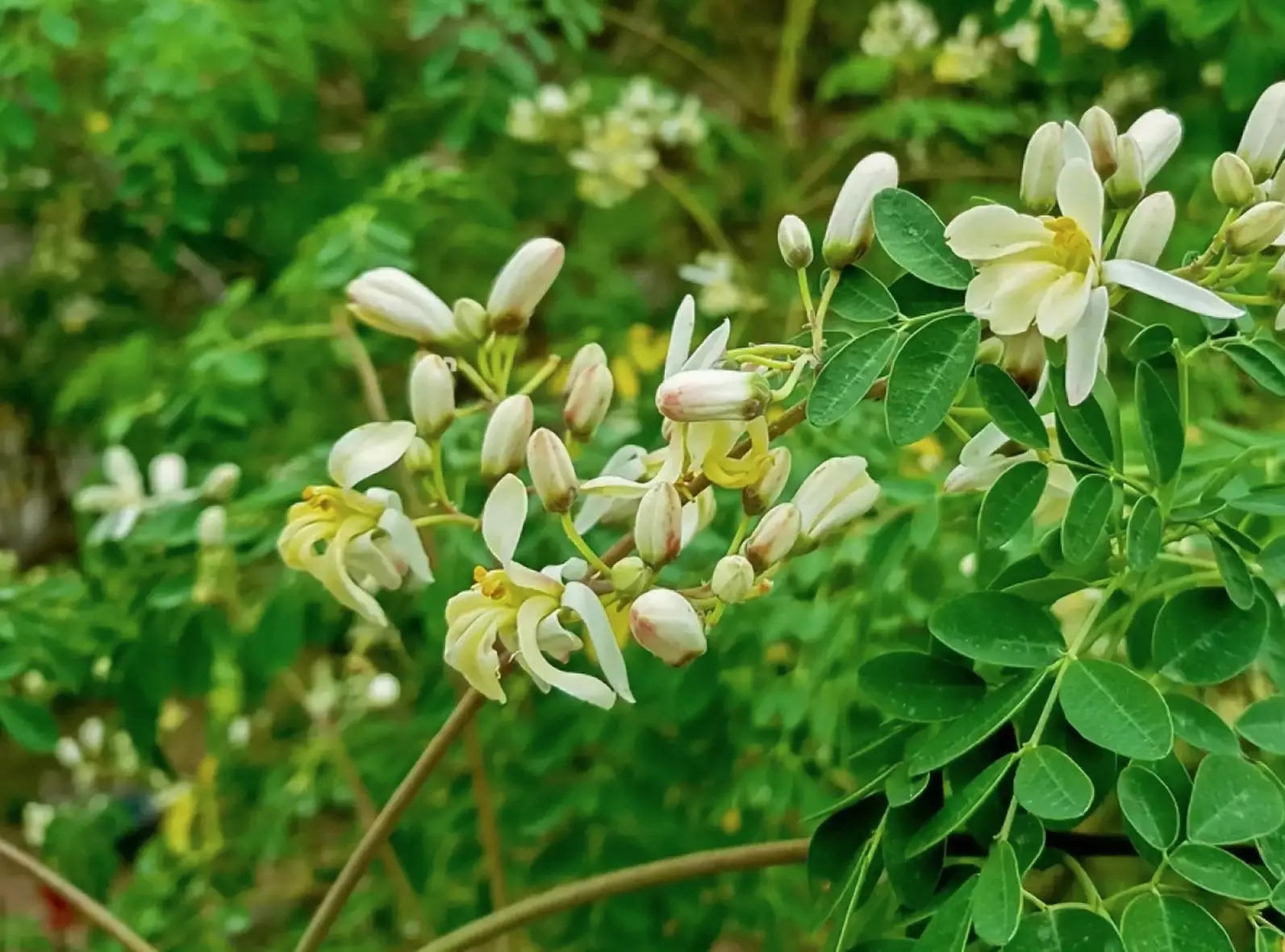 <p>The wonder tree of Moringa oleifera, available in our backyard has immense nutritional potential to protect overall health by providing an entire menu of essential nutrients without much cost involved.</p>