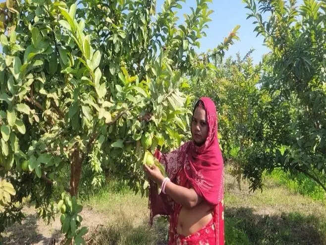 <p>The transformation brought about by this initiative of NABARD is exemplified by Siya Bai Sahariya, a tribal woman from Kelwara Cluster of Baran district in Rajasthan.</p>