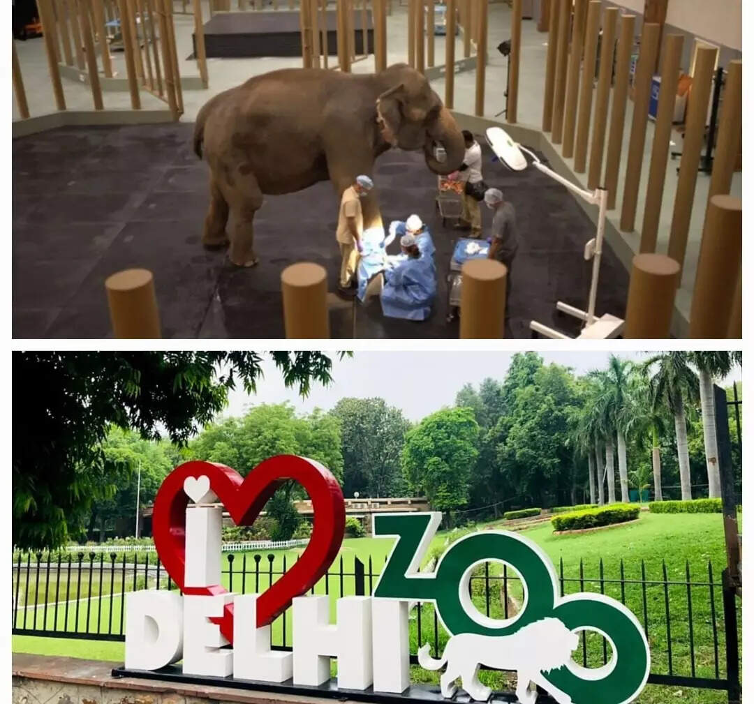 <p>Through shared vision, knowledge exchange, and compassion-driven action, Delhi Zoo and Vantara are working to build a new era of wildlife conservation in India.</p>