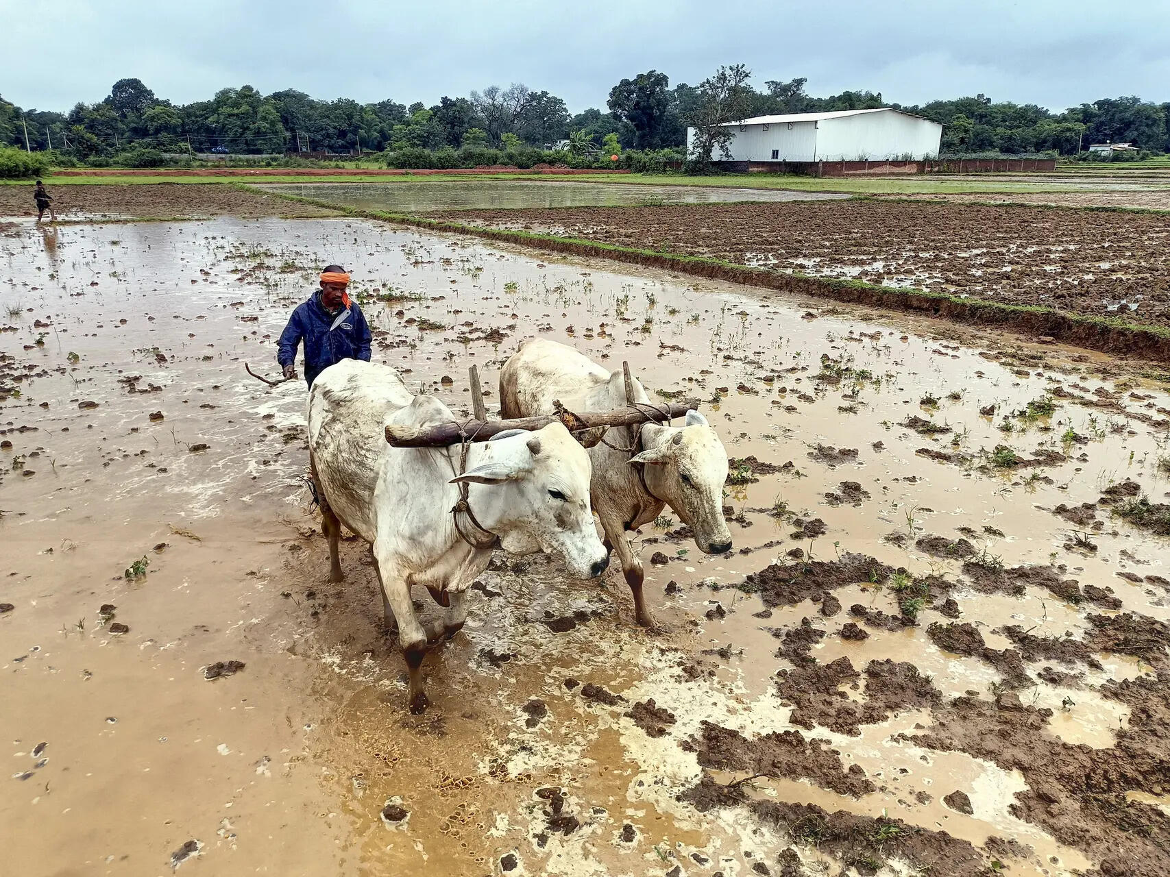 <p>A farmer ploughs a field on a cloudy morning. (File photo)</p>