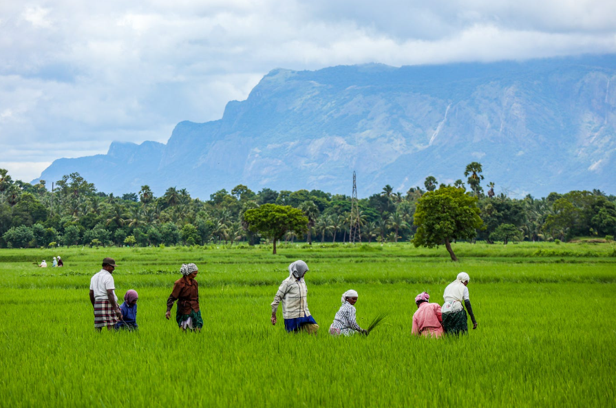 Highlighting the Mahatma Gandhi National Rural Employment Guarantee Scheme (MGNREGS), Chandrasekhar said it continues to serve as a major tool against rural unemployment and distress migration.
