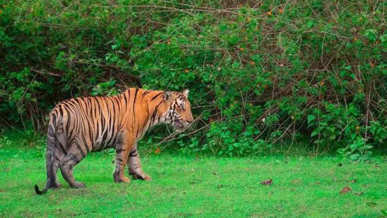 <p>Efforts to trap the animal using cages, live bait, and patrol teams have failed so far</p>