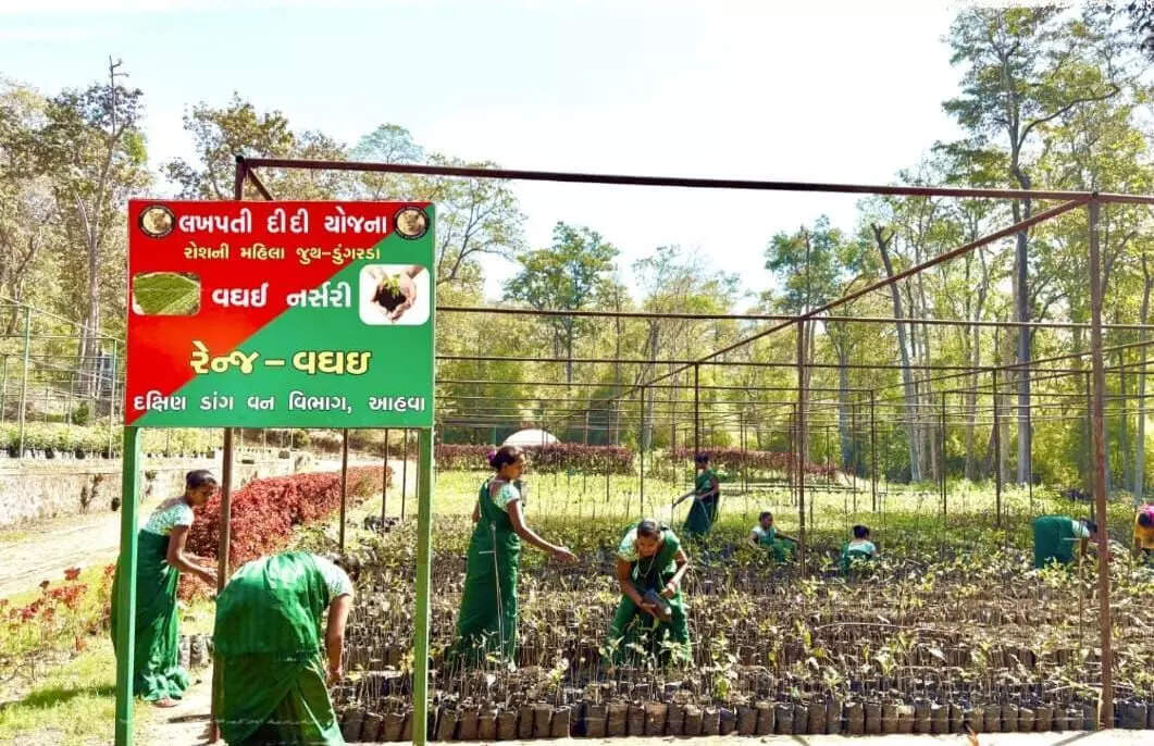 <p>In 2023–24, SHGs under the South Dang Forest Division raised approximately 8.5 lakh saplings, according to data shared by the forest department. Around 40 women engaged in the work received a combined payment of ₹35 lakh. </p>