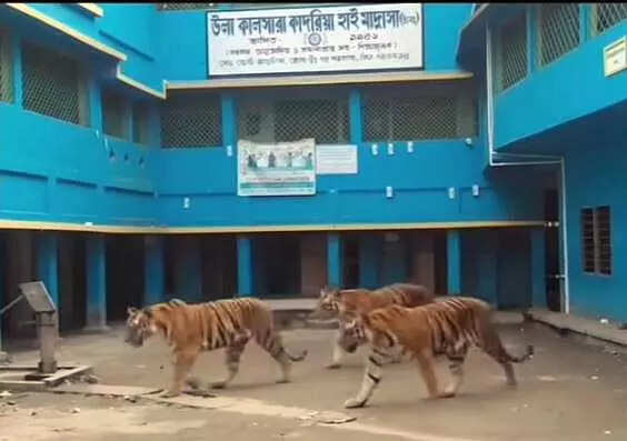 <p>According to sources, a viral video on social media claimed that not one, but three tigers were prowling on the campus of Ula Kalsara Qadria High Madrasa in Barasat's Kadambagachhi.</p>
