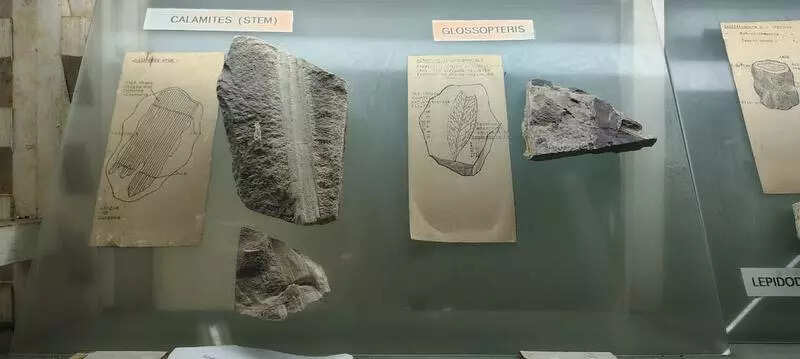 <p>AU botany dept head Prof D Sandhya Deepika said every faculty has their own role in the development of the museum. Recently, vice-chancellor Prof GP Rajasekhar suggested conducting an open house to draw and educate more people through the museum. Several plant specimens in the museum illustrate the theory of evolution and continental drift.</p>
