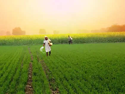 <p>The ICAR quota comprises 20 per cent of the seats in 50 agricultural universities and is filled through an All India Competitive Examination conducted by the Indian Council of Agricultural Research (ICAR)</p>