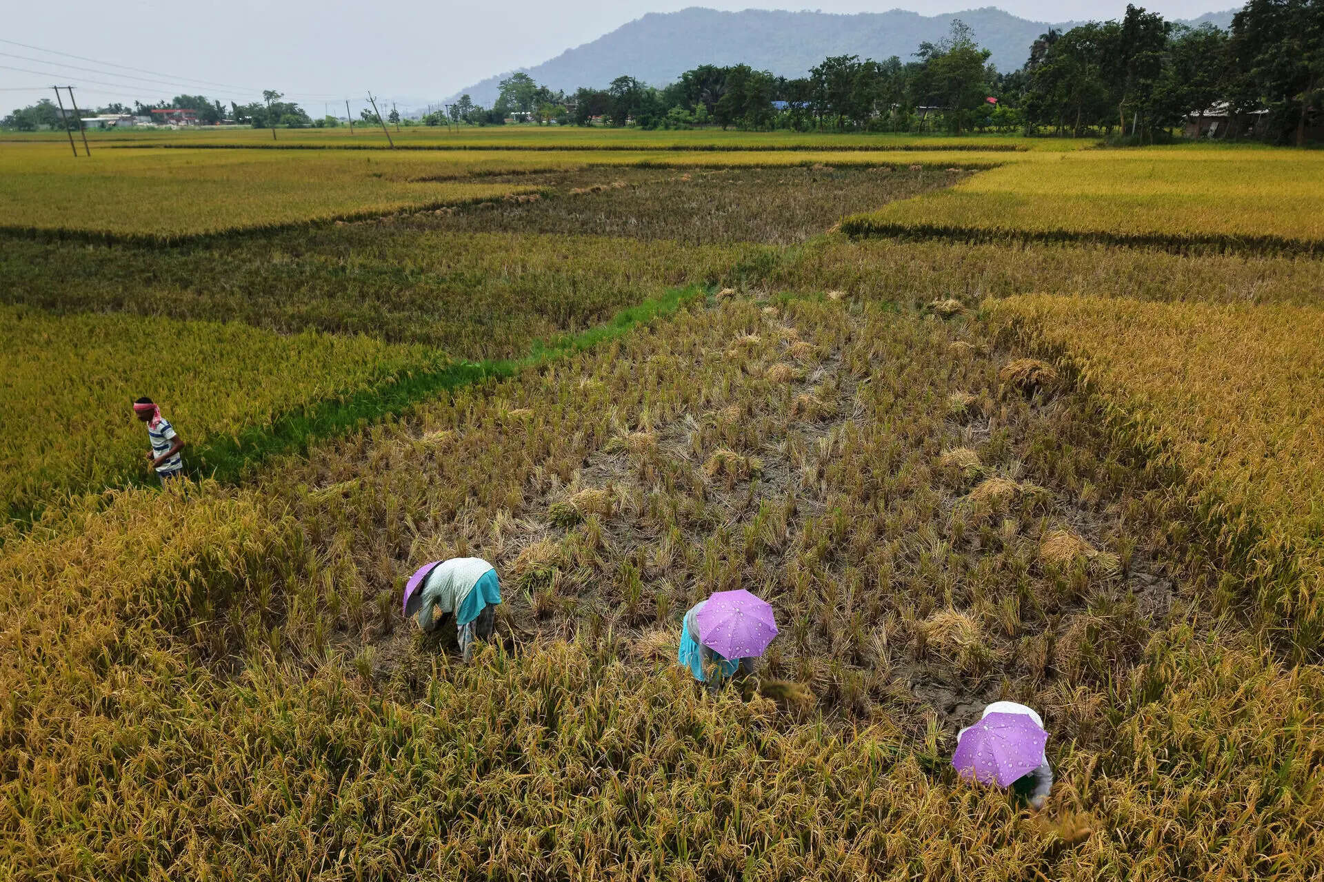 Farmers harvest rice crop in a paddy field on the outskirts of Guwahati