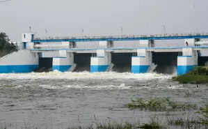 <p>The crop raised in about 50,000 acres was submerged due to heavy rains in Mayiladuthurai district, too</p>