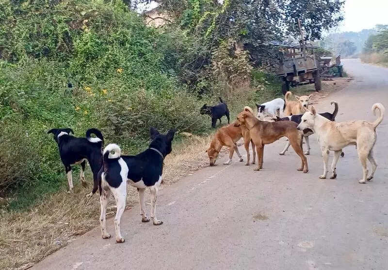 <p>Meanwhile, over 40km away, in Panvel, animal lovers conducted a special night-time dog feeding drive in sector 4, after a few feeders were recently threatened and also slapped by some haters</p>