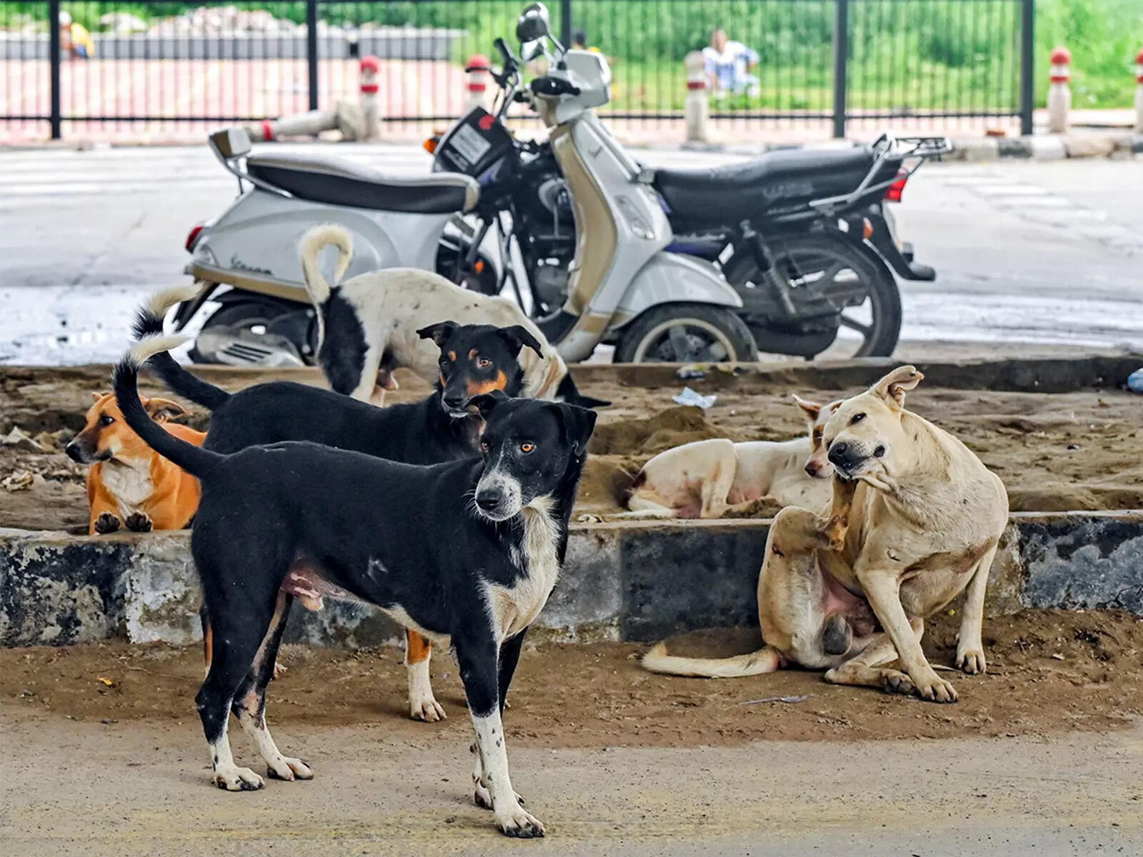 <p>The directive also requires teachers to create awareness among students and residents about the strays and share information on what to do in case of dog bites. <br></p>