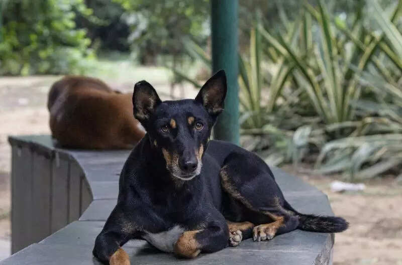 <p>A senior official said, "We will soon hold a meeting to decide how the court's directions are to be implemented and how fencing and boundary walls can be set up across the campus. North Campus is an open area with several colleges. The idea is to work out a feasible plan to address the issue."</p>