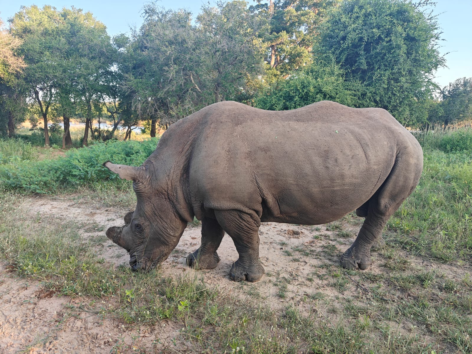 <p>White rhino grazing at close range.</p>