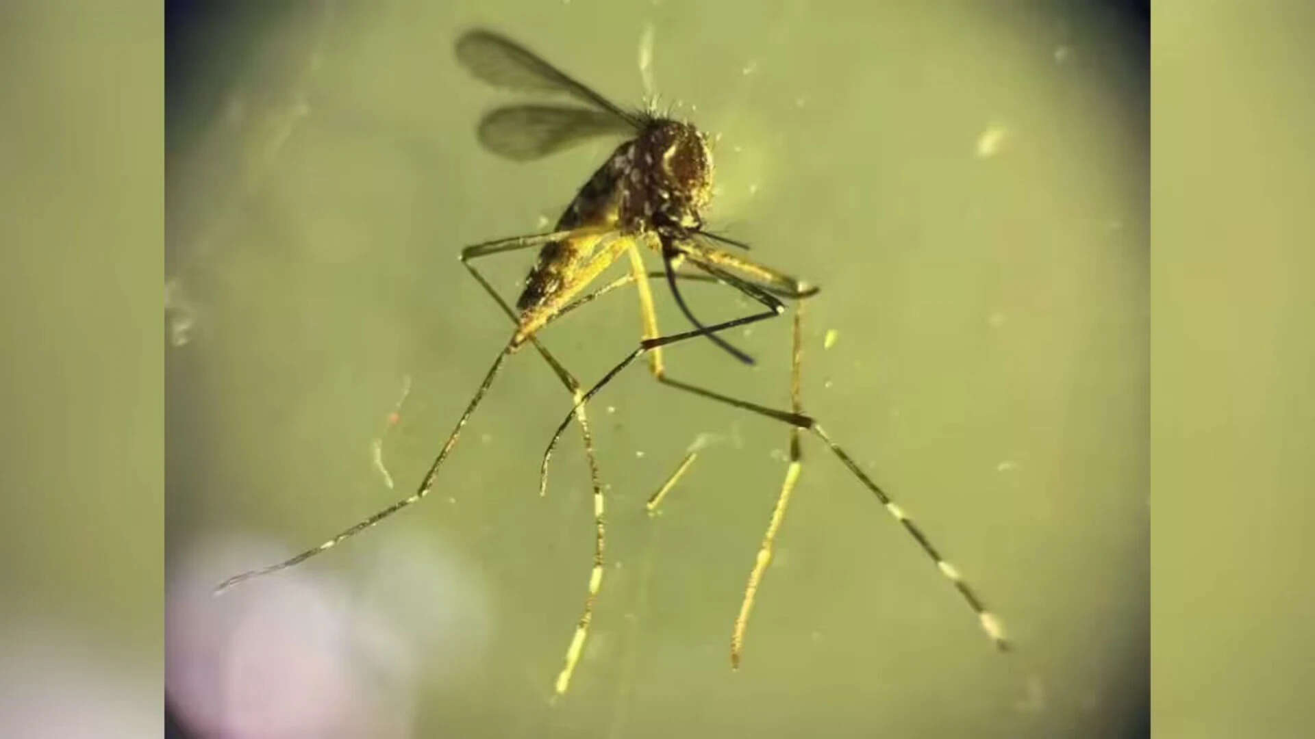 22 children dead from Chandipura virus in Gujarat this monsoon