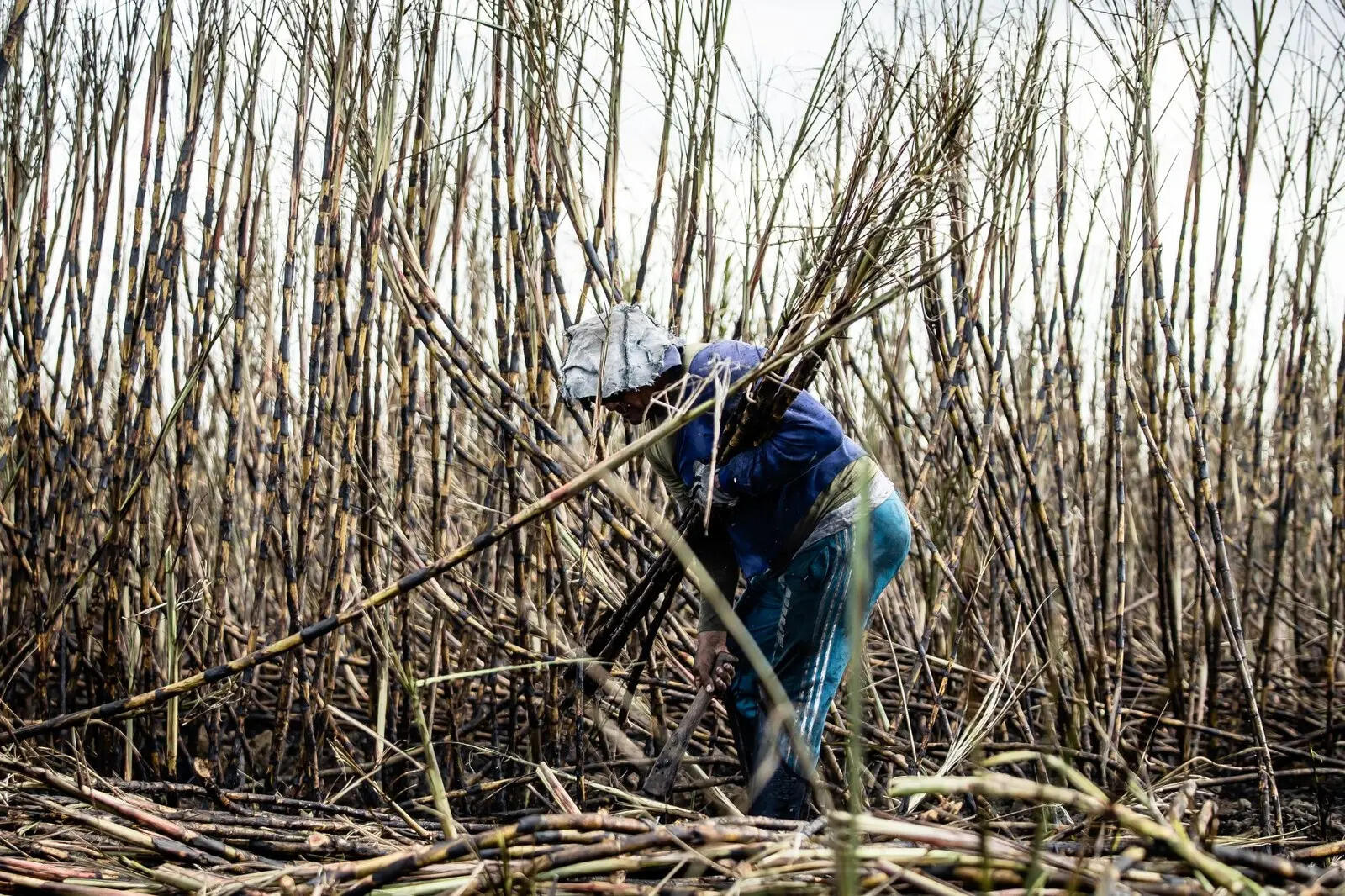 Record sugar quota aims to cool prices before Dussehra