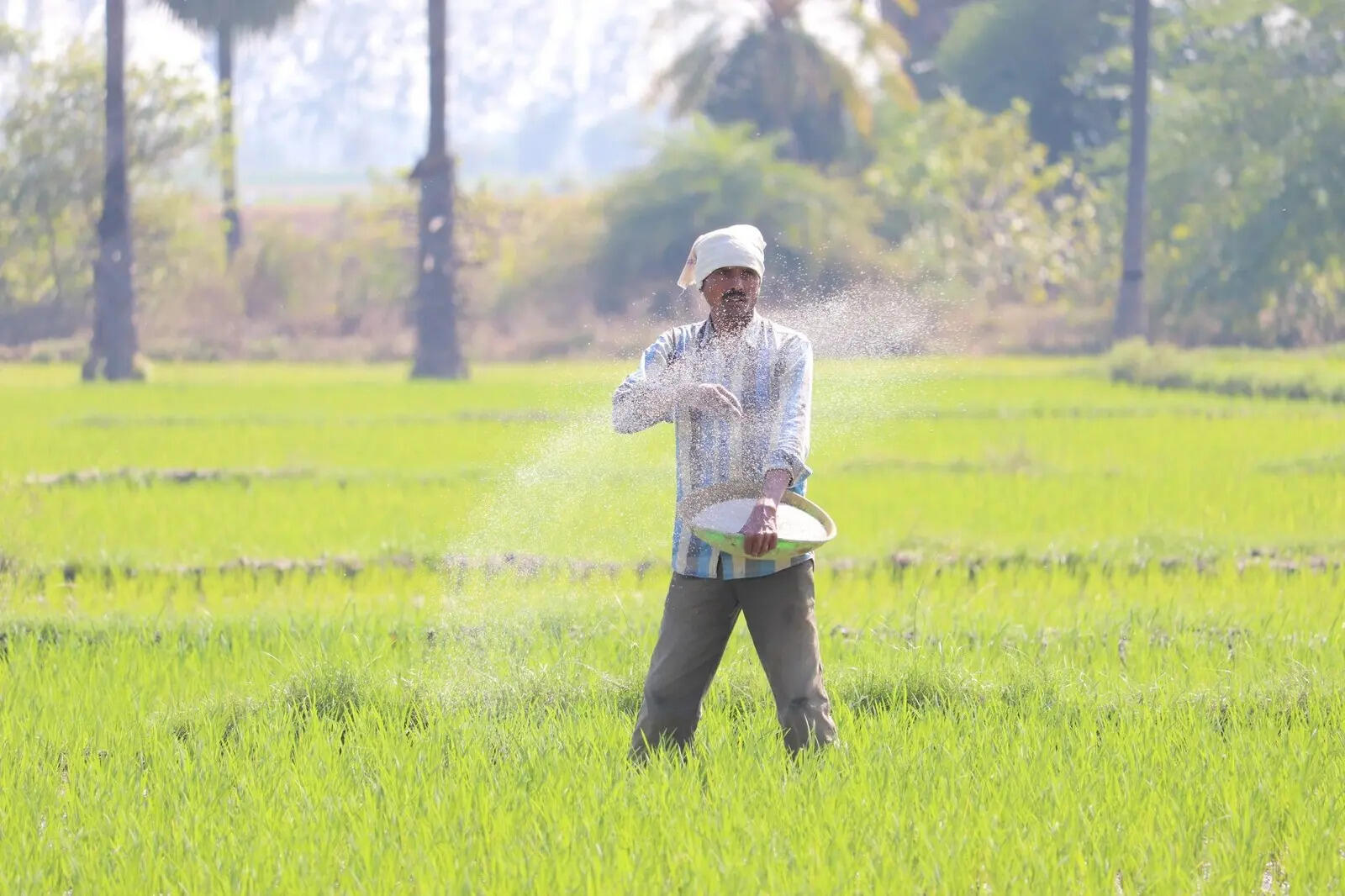 India's fertiliser sales dip in August on weak rains