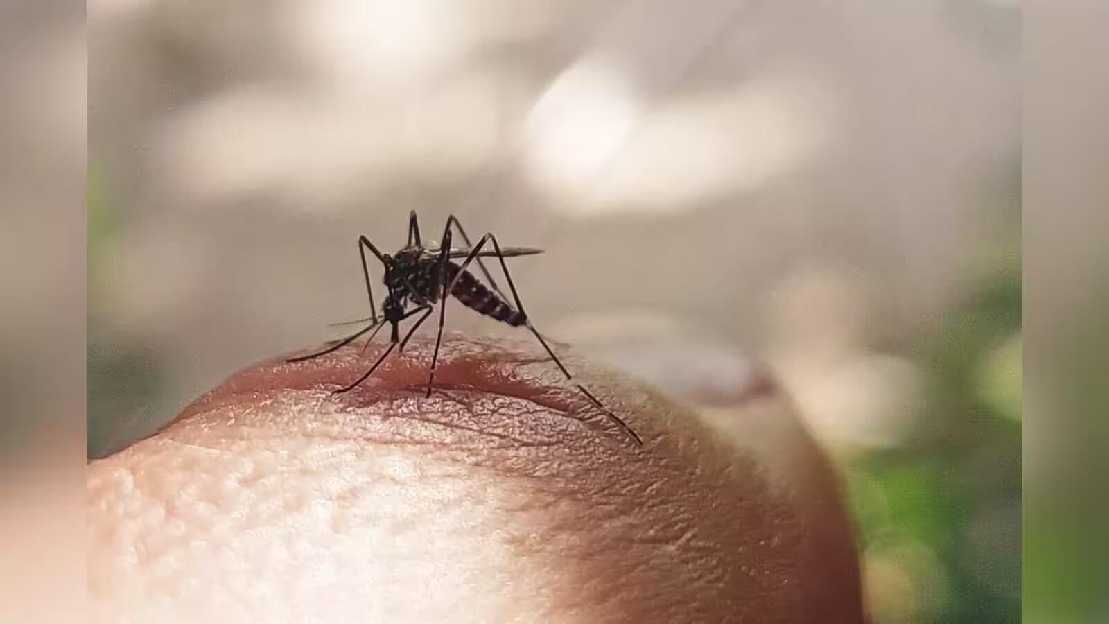 135117598 India Launches First Dengue Vaccine Pilot Study in Tamil Nadu, ETHealthworld