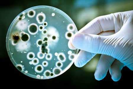 Leptospirosis Bacteria Leptospira Microbewiki - Leptospirosis Resistant Materials