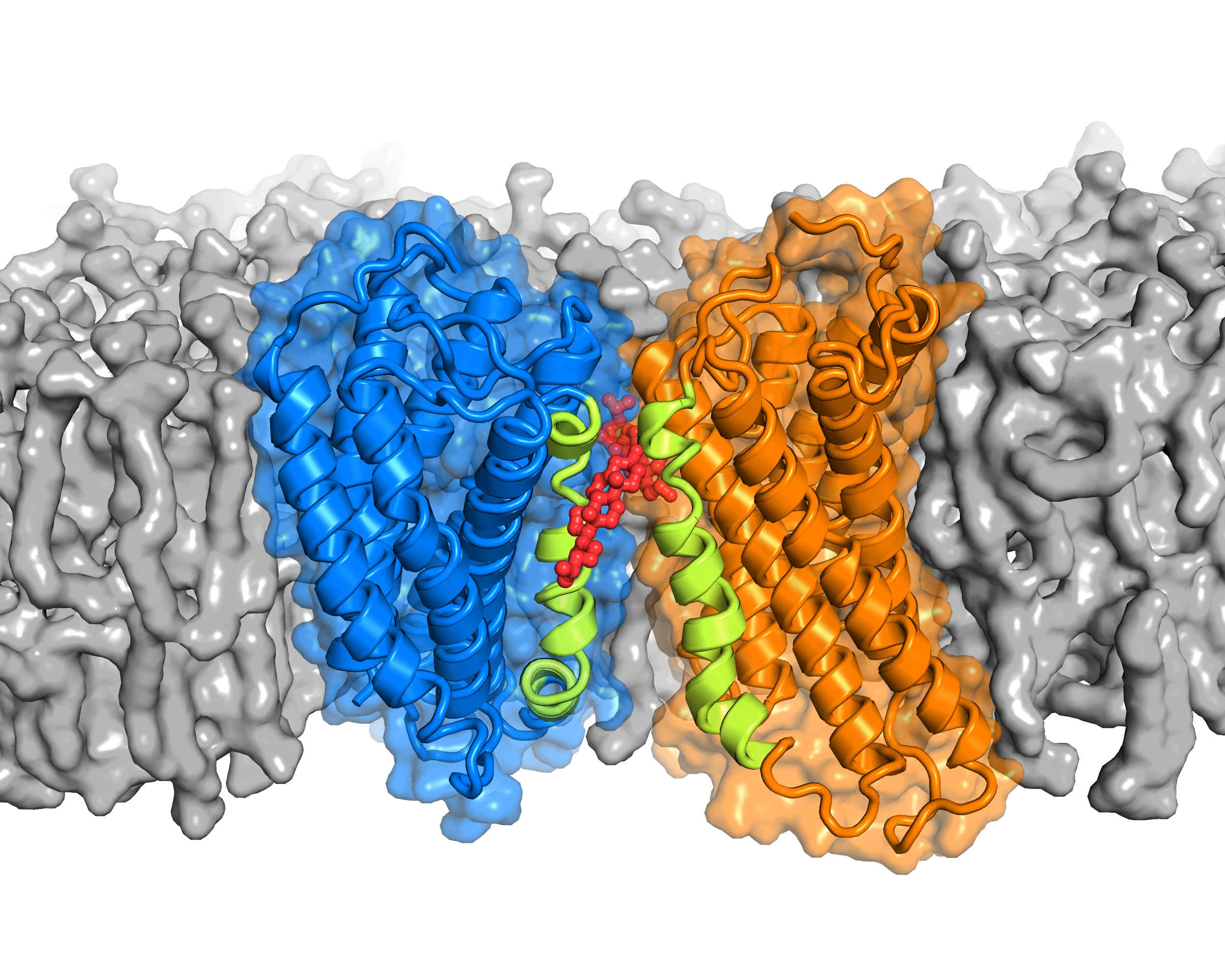 Белок связанный. Белок - трансдуктор (g –белок):. Белок g127. Gq белок. G Protein.