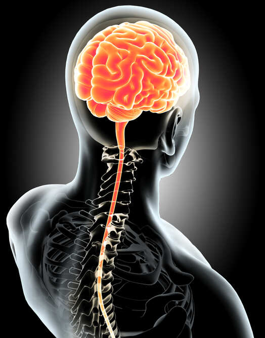 Older people grow as many new brain cells as young: study