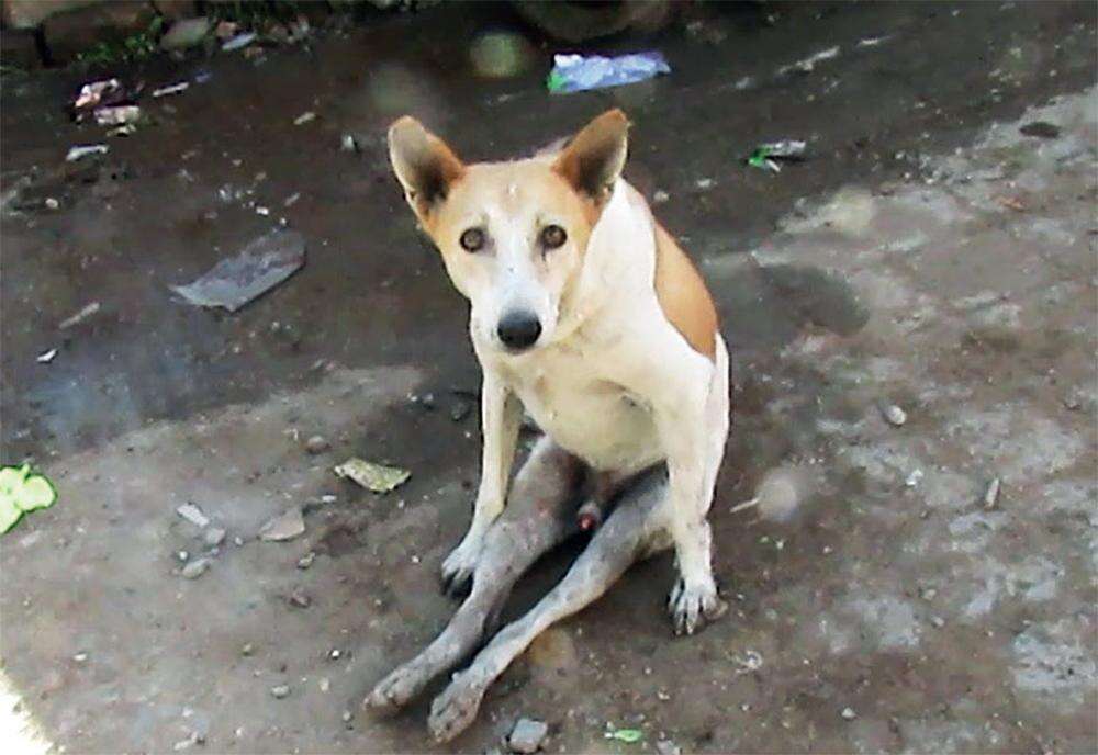 The app will also aid in implementing various vaccination programs, including the anti-rabies plan, through existing channels.