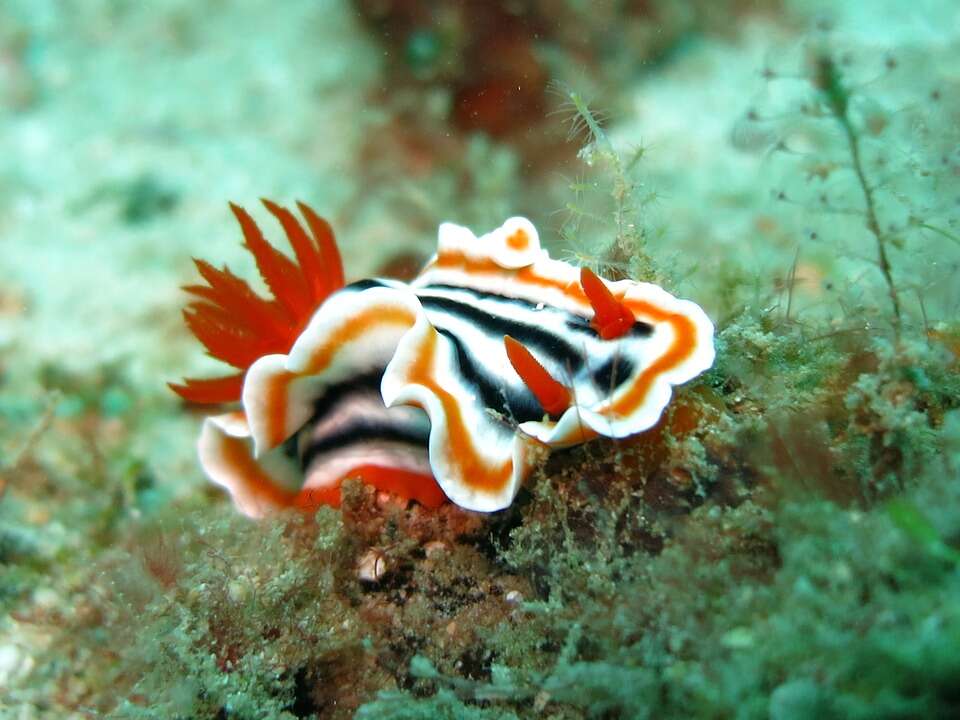 Sea slugs can shed light for perpetual green energy
