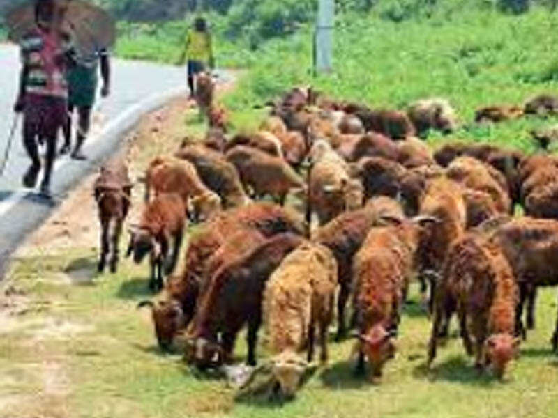 Animals test positive for Congo fever antibodies