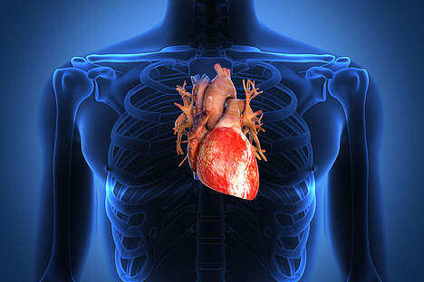 HIV infection: heart muscle cells die even during the acute phase