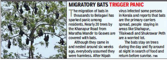 Nipah scare prompts govt hospitals in Bengaluru to set up isolated wards