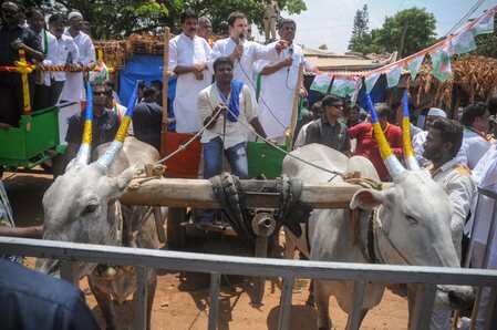 Congress President Rahul Gandh takes a bullock cart ride during his roadshow.
