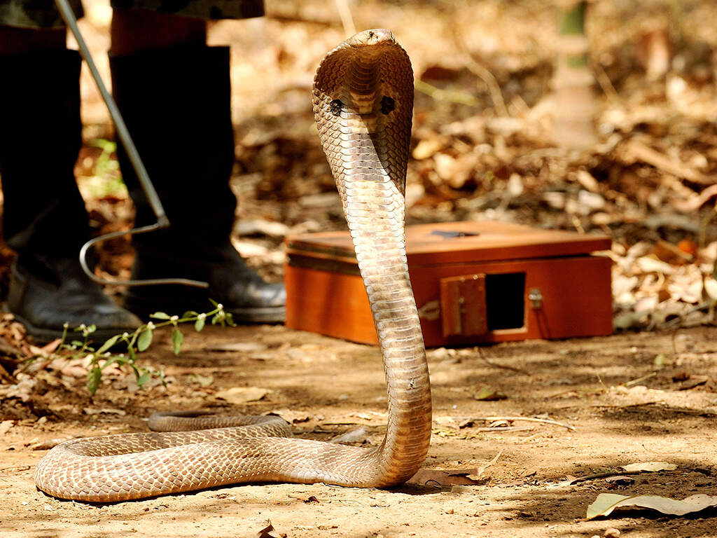 Illustrative boards describe dos and don'ts after snakebite