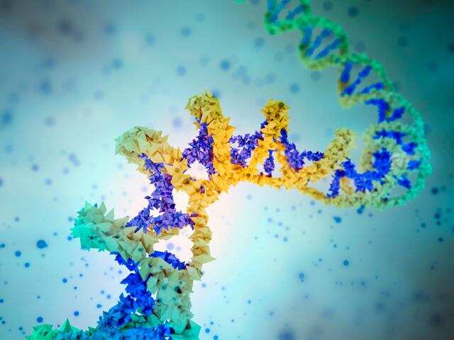 Structural protein found essential to X chromosome inactivation : Study