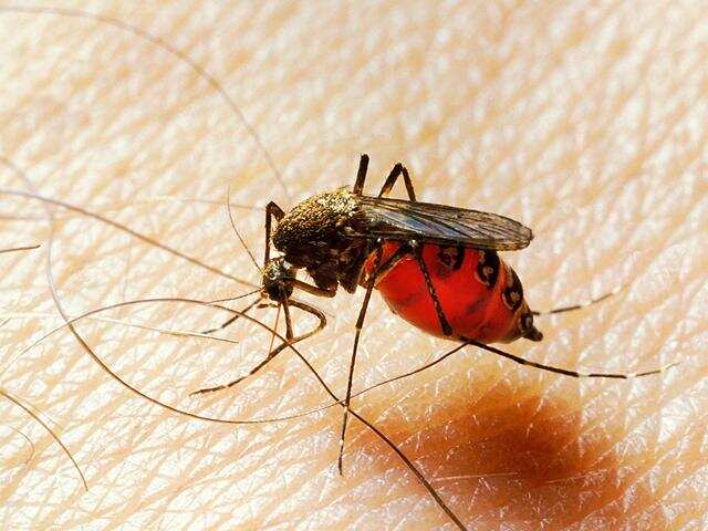 According to the statistics by the National Vector Borne Disease Control Programme, India has recorded over 33,964 cases of dengue in 2017 so far.