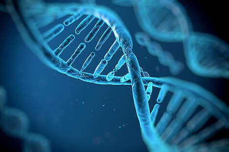 Lipid metabolism discovered in cell nucleus : Study