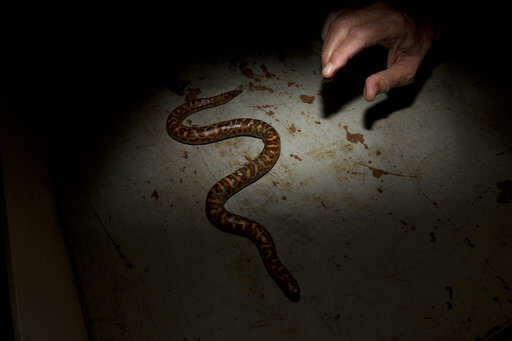 Chinese woman's online snake purchase proves deadly