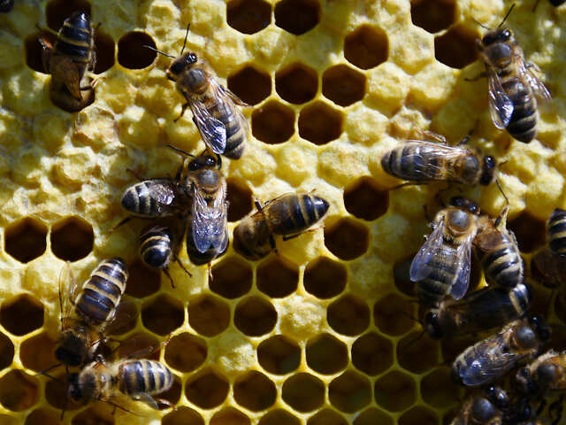 Queen bee's magical 'royal jelly' can reduce ageing and combat cancer