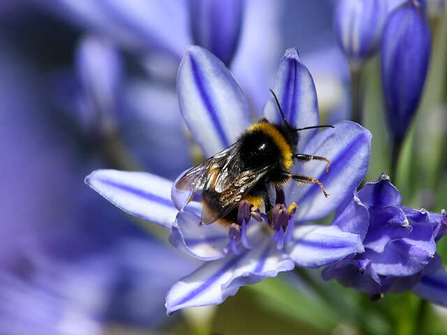 Queen bee's magical 'royal jelly' can reduce ageing and combat cancer