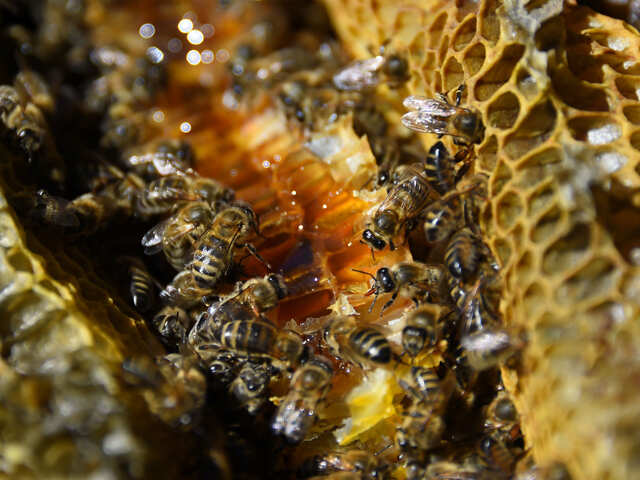 Queen bee's magical 'royal jelly' can reduce ageing and combat cancer