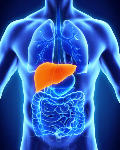 Scientists shed new light on hepatitis B virus origins
