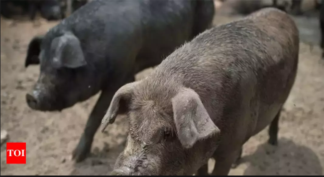 China culls thousands of pigs as African swine fever spreads
