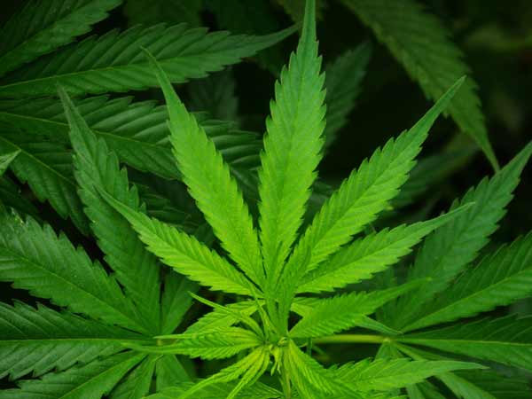 Scientists unpick how cannabis component may fight psychosis