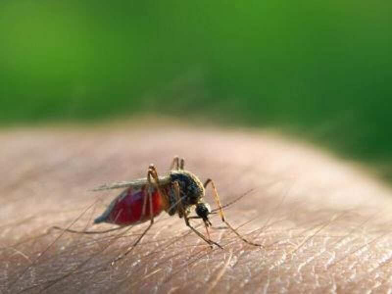 Chikungunya out of control, 200 affected