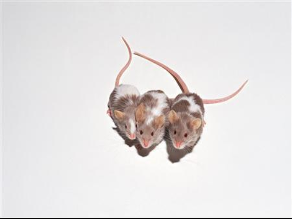 A team of researchers has produced viable offspring from same-sex pairs of mice, using a novel technology that involves stem cells altered to remove certain genes.