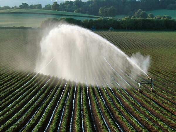 Irrigating vegetables with wastewater spreads disease: Study