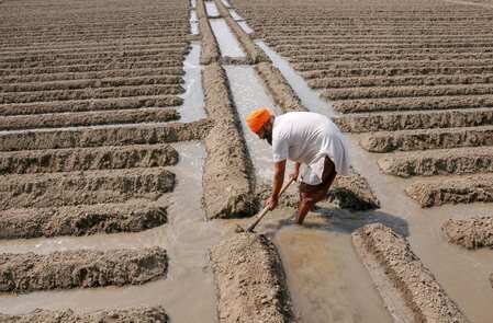 A farmer irrigates his potato field in a village on the outskirts of Amritsar.Photo)