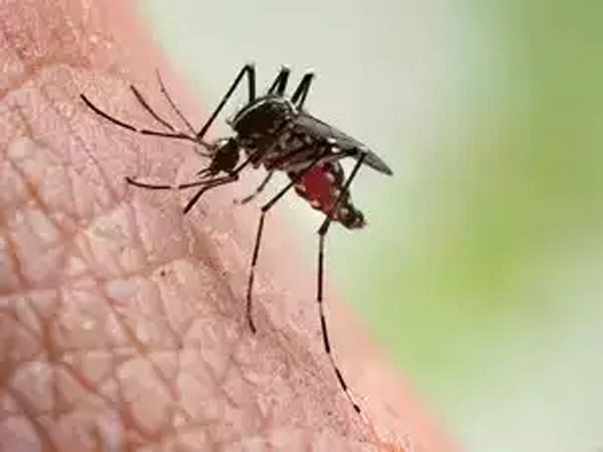 Zika strain does not have mutation linked to fetal microcephaly: Health Min on Raj samples